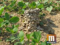 Large crawdad mud castle