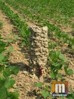 Gigantic crawdad mud castle